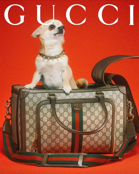 gucci dog tote bag.